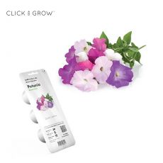 Smart Garden Petunia